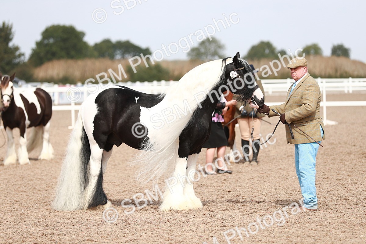SBM_13934 - Class 209 IH Veteran Pony