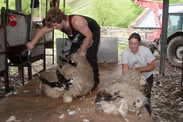5 - Shearing at Glenwhargen Farm