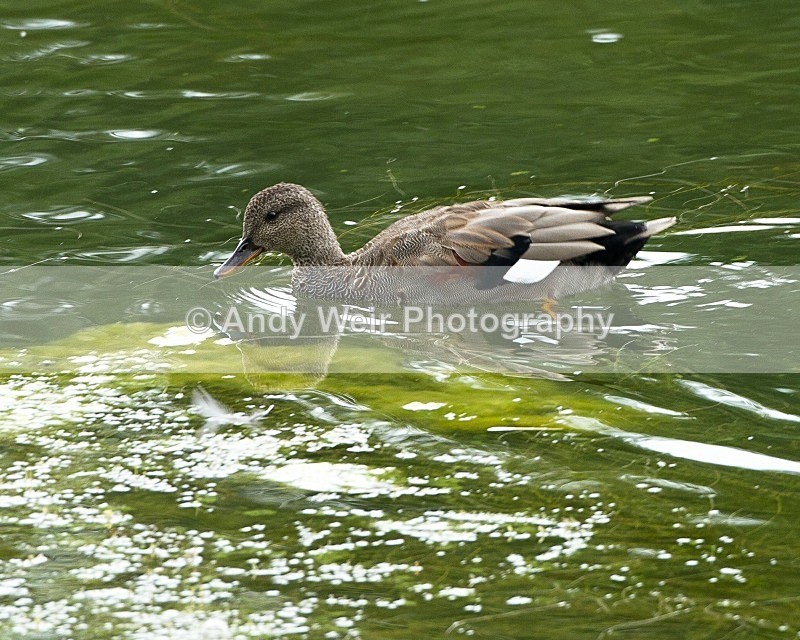 20110826-_MG_6578 - Gadwall