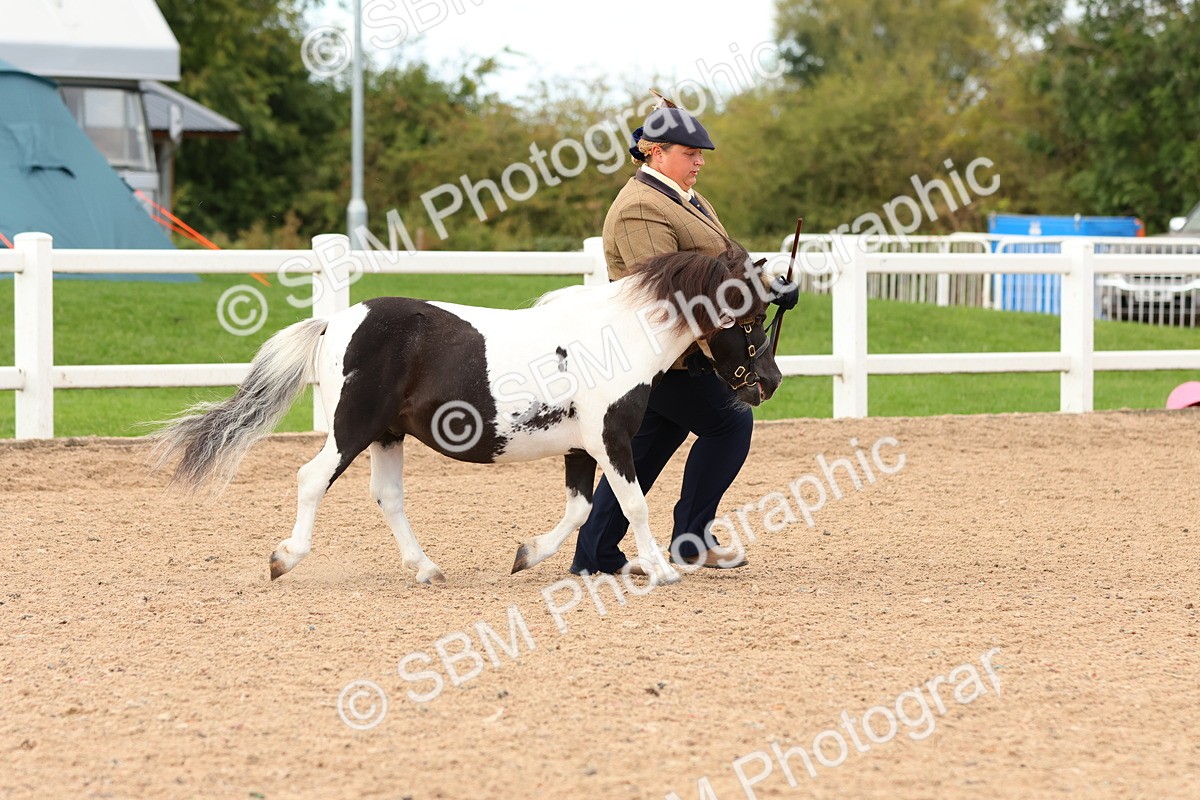 SBM_10287 - Class 206 - IH Non Show Type Pony