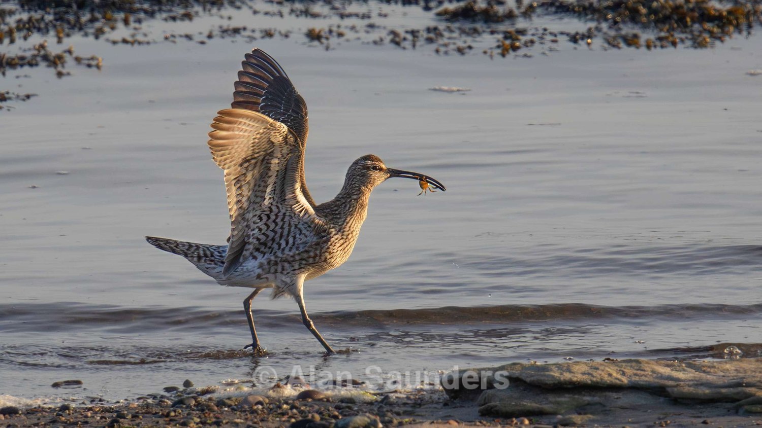 Eurasian Whimbrel 19