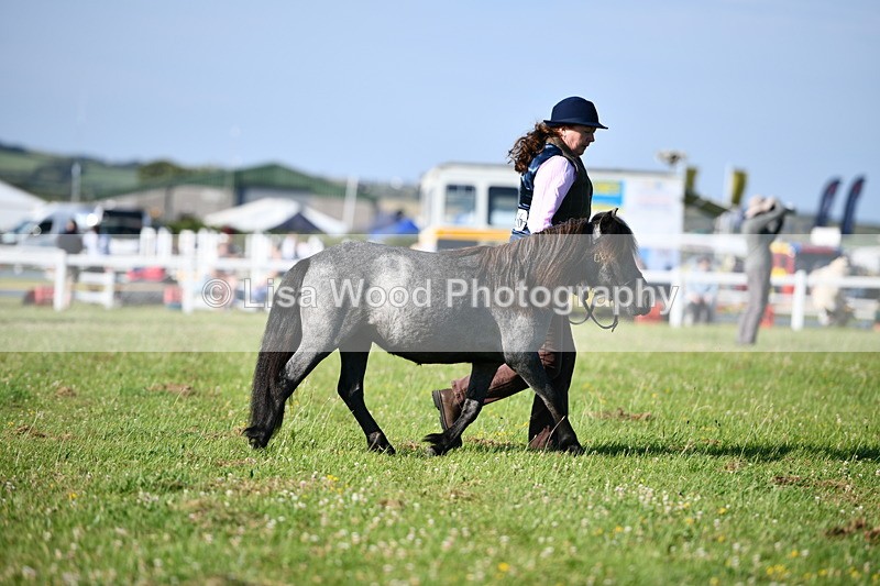 DSC_5518 - Class 49: NPS Shetland Youngstock