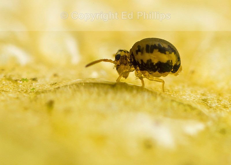 Sminthurinus elegans
