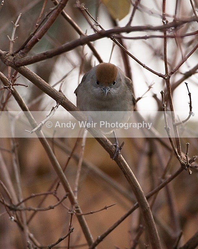20090110-019 - Warblers