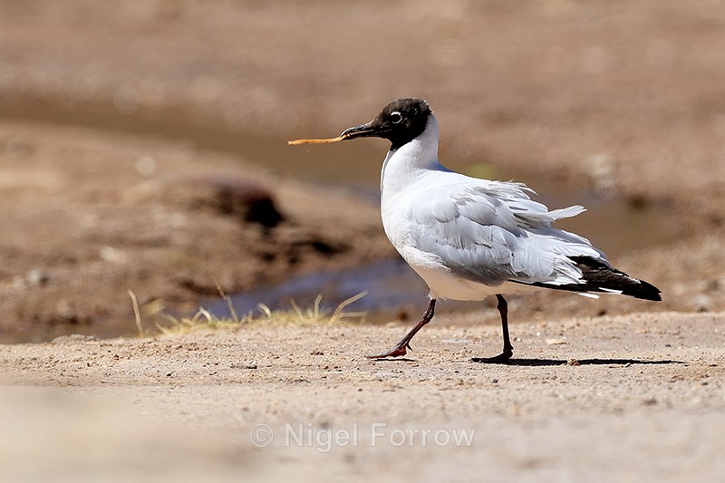 Andean Gull scavenging, El Tatio Geyser Field, Chile - Andean Gull