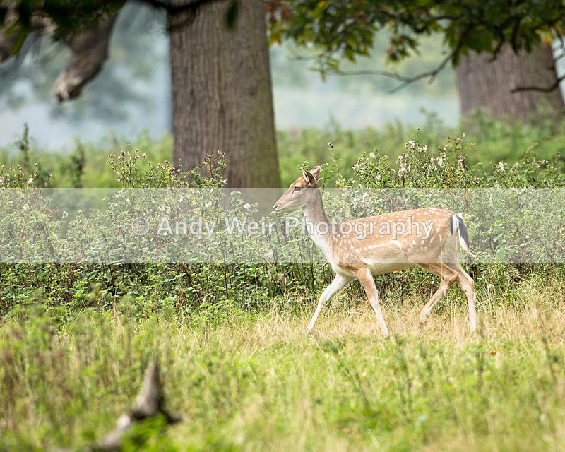 20140929-3K8A5909 - Fallow Deer