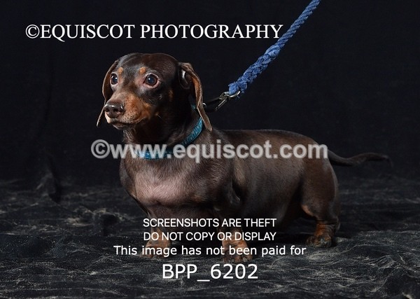 BPP_6202 - LESLEY GRANGER DOGS