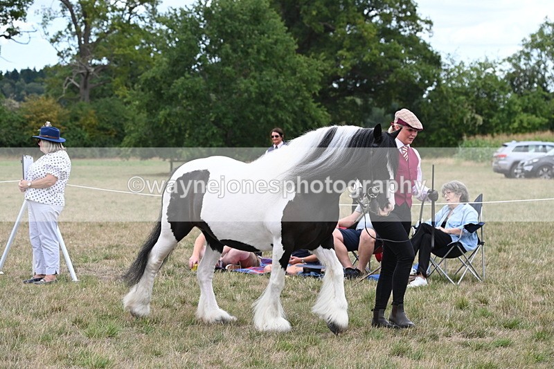WJ6_5199 - Class 18 In-hand Coloured