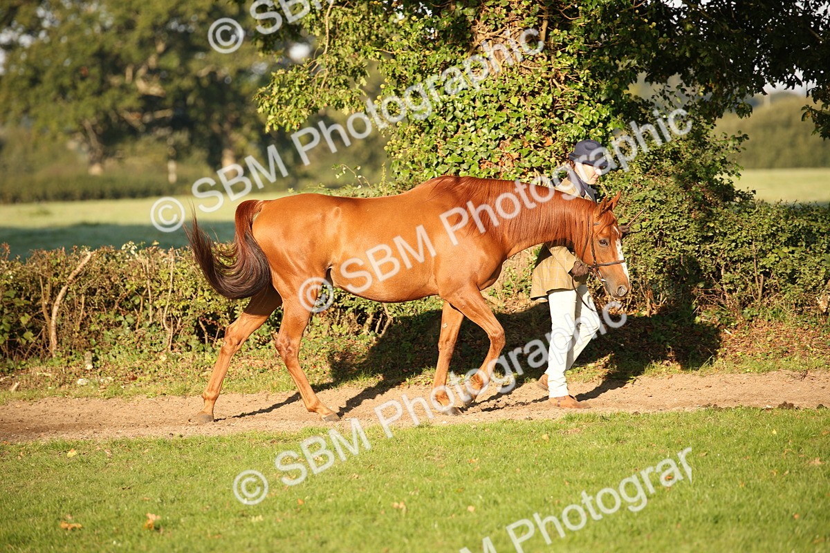 SBM_57533 - S50 - Foreign Breeds In Hand