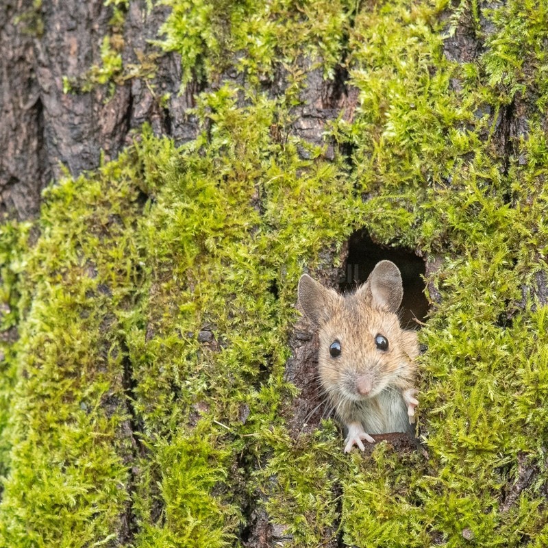 Wood Mouse SD2523 - Greeting Cards