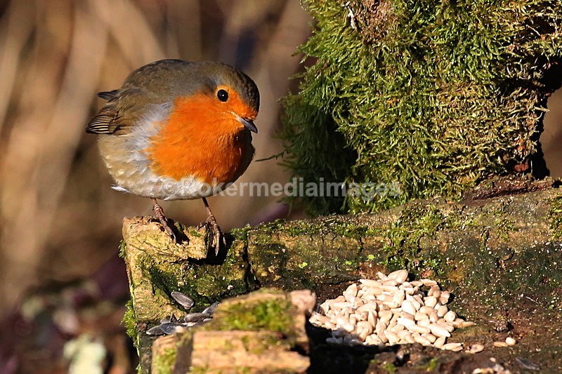  - Wildlife