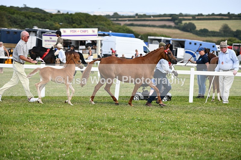 DSC_8461 - Class 69: Pure, Anglo & Part Bred In Hand Arab