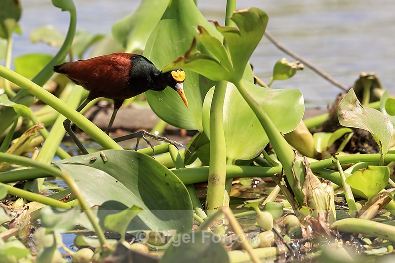 Northern Jacana (adult), Rio Sierpe, Costa Rica - Northern Jacana