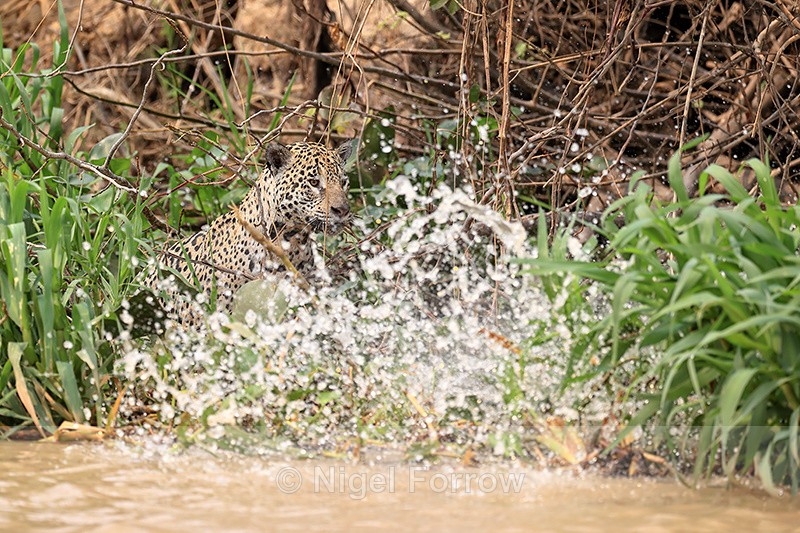 Jaguar Marcela surprises Caiman in unsuccessful attack, Pantanal - Jaguar