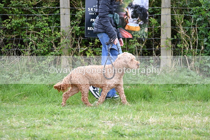 WJ5_9067 - Class 1 Best Cross Breed / Heniz 57