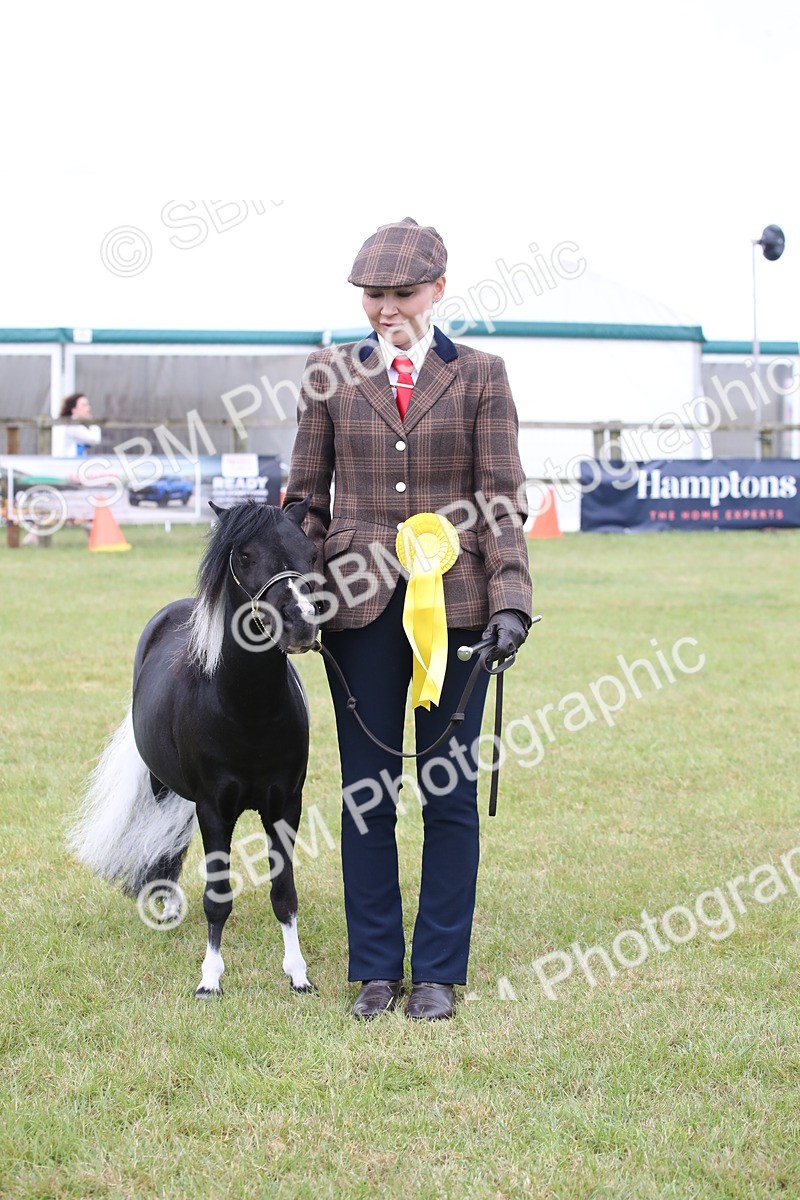 SBM_03834 - Class 23-25 - British Miniature Horse of the Year