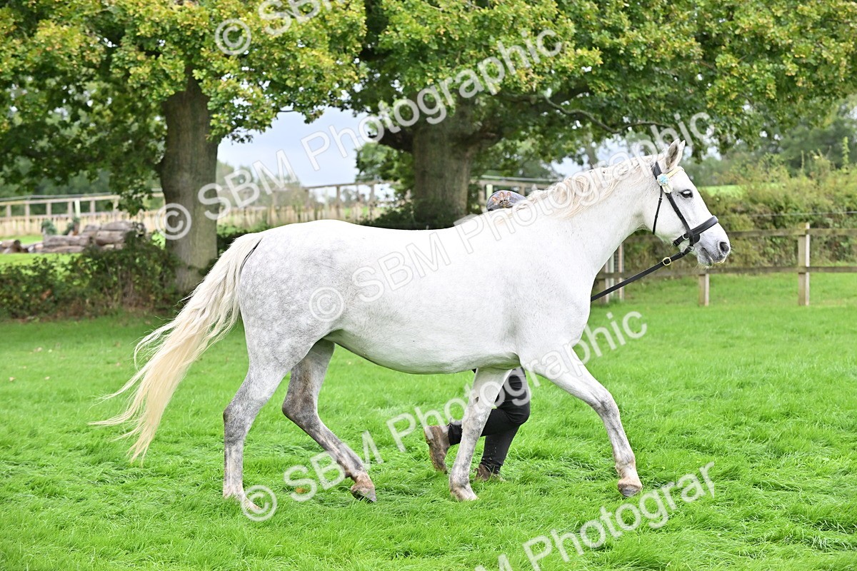 SBM_63273 - S49 - Mountain & Moorland In Hand Large Breeds
