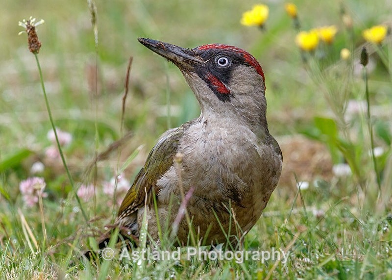 Astland Photography, Bird and Wildlife Images, Susan and Peter Wilson, U.K.