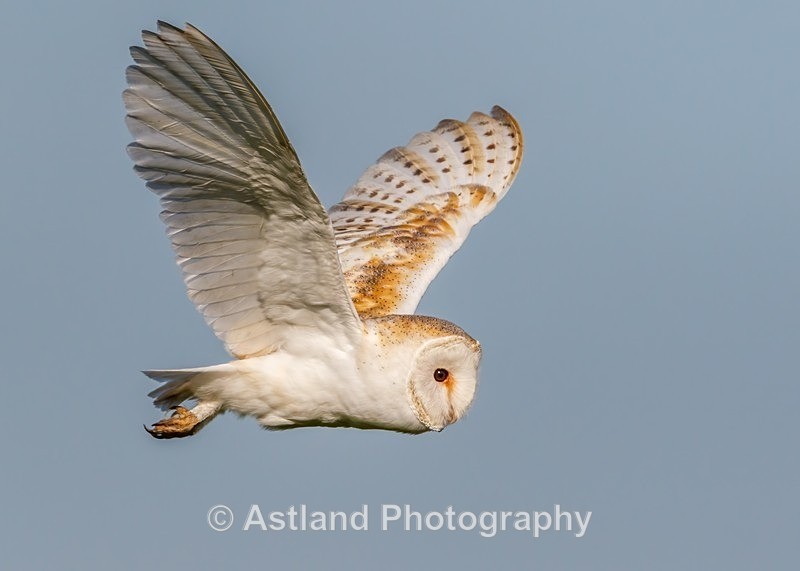 Astland Photography, Bird and Wildlife Images, Susan and Peter Wilson, U.K.