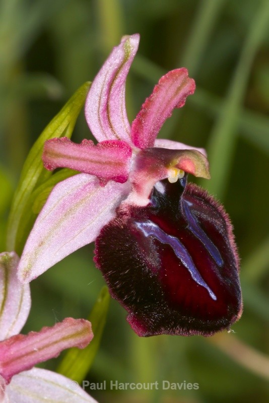 Siponto Ophrys (Ophrys sipontensis) an orchid endemci to the Gargano penisula, - Orchids - Ophrys