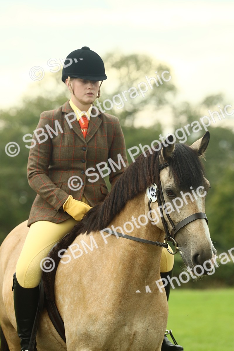 SBM_72260 - S60 - Mountain & Moorland Ridden Large Breeds