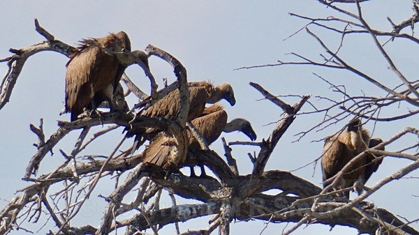 A Group Of Vultures - BIRDS & INSECTS