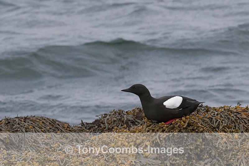 Black Guillemot - Iceland