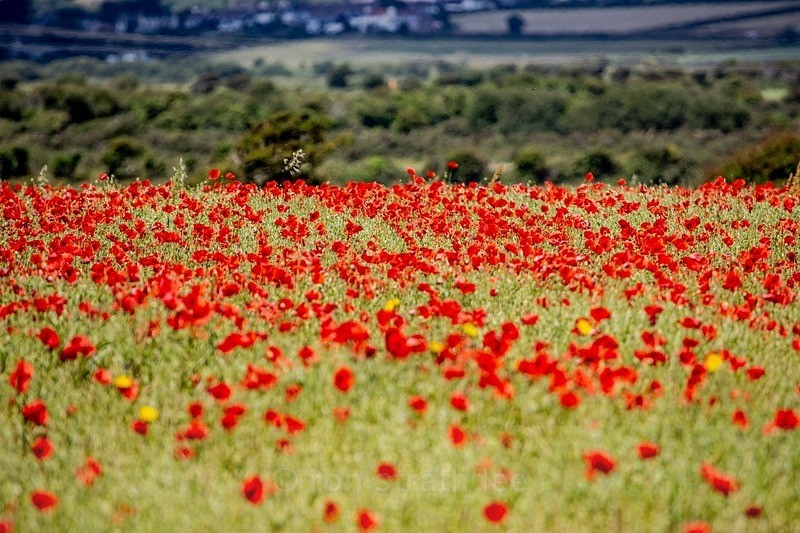 Poppy Field - Latest additions
