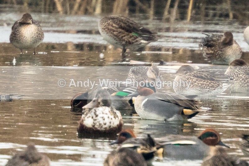 20161130-8E0A3266 - Teal