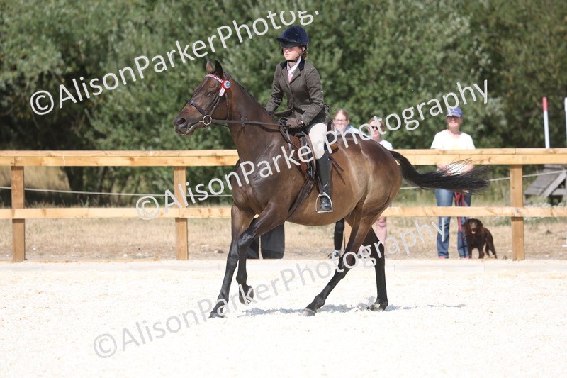 20260802-0734 - Class 8 - Best Riding Horse or Pony