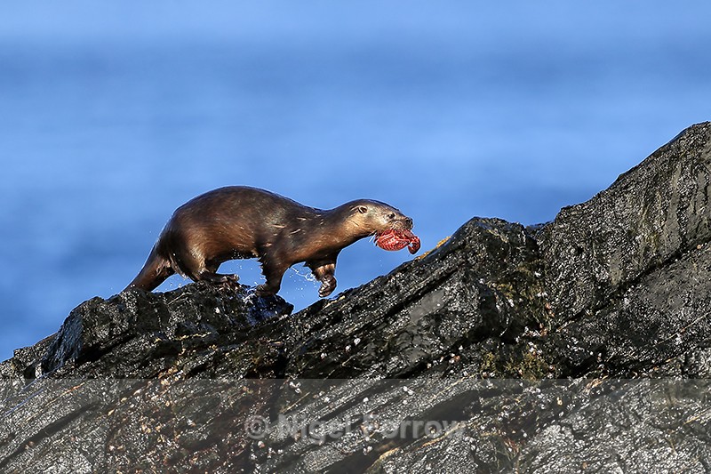 Marine Otter running with food, Chanaral Island, Chile - Otter