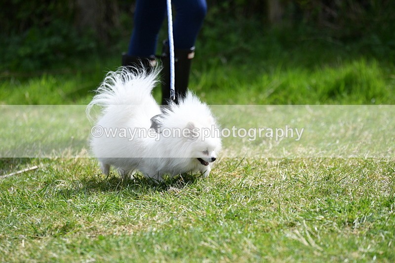 WJ5_9700 - Class 3 Most Handsome Dog