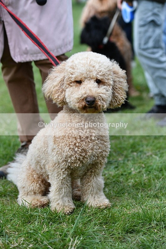 WJ5_9248 - Class 1 Best Cross Breed / Heniz 57