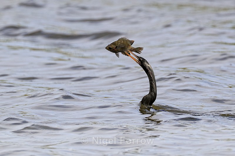 Anhinga with fish, Viera Wetlands, Florida - Anhinga