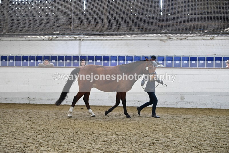 WJ5_4516 - Class 3 Part Bred In hand