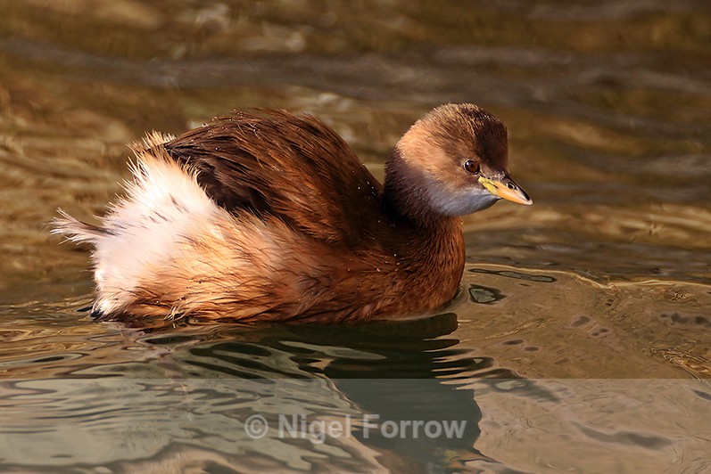 Little Grebe in winter (non-breeding) plumage - Little Grebe
