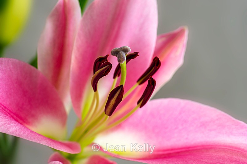 Pink Lily - DSC_4107 - Pink