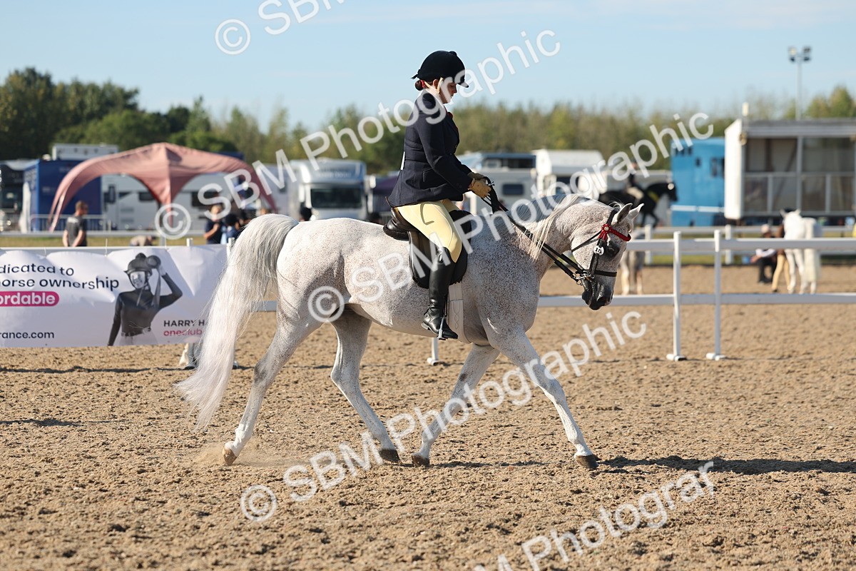 SBM_12178 - Class 303 - Ridden Pure Bred Horse Pony