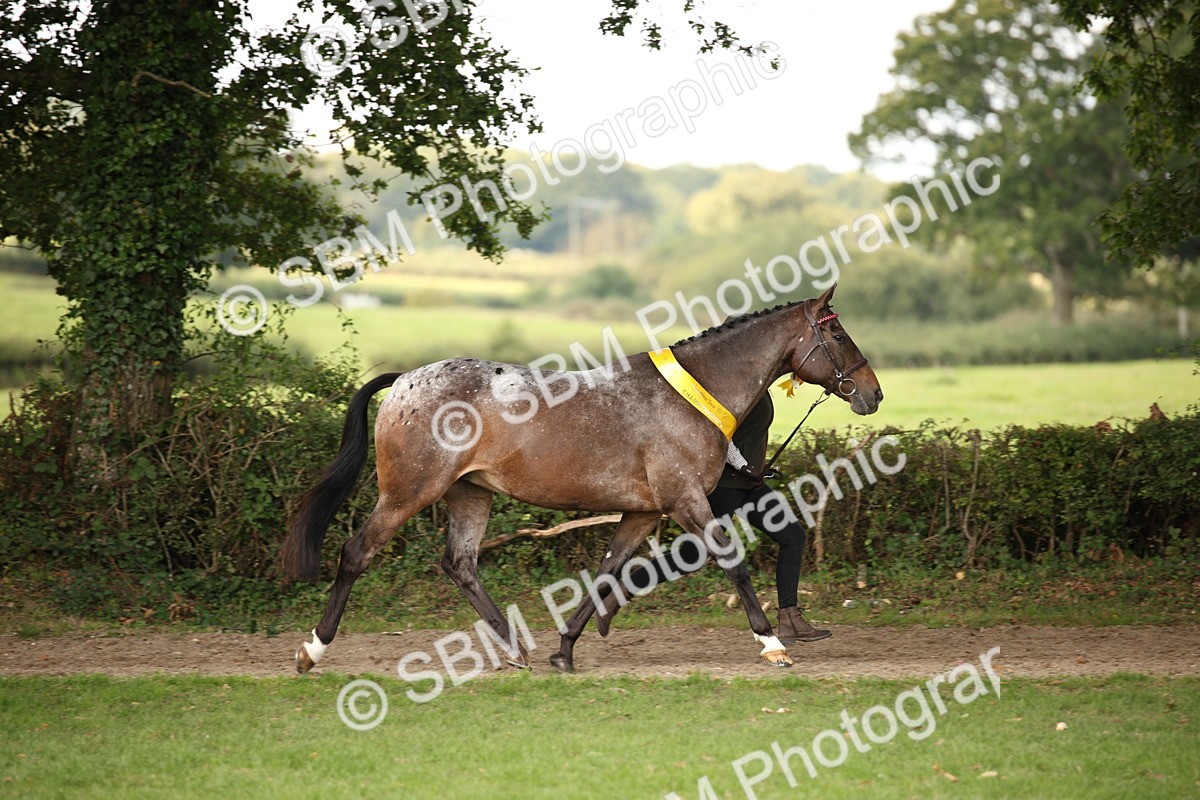 SBM_62909 - In Hand Horse Supreme Championship