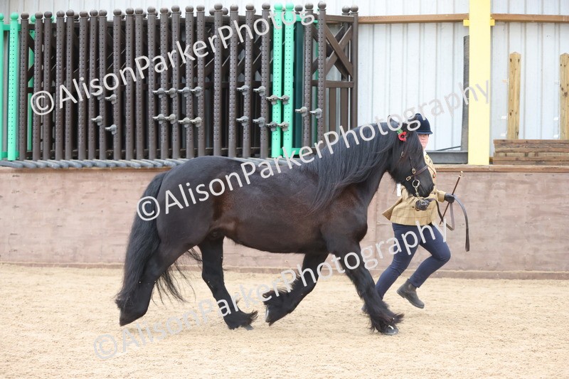 20251109-1069 - Class 29 - Geldings 4 Years and over