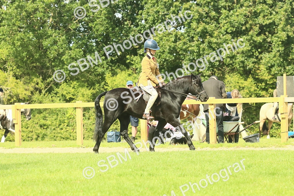 SBM_66501 - S34 - Rehabilitated Rescue Horse & Pony In Hand & Ridden