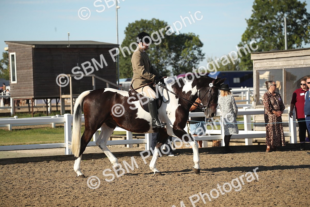 SBM_11280 - Class 501 -Riding Club Pony
