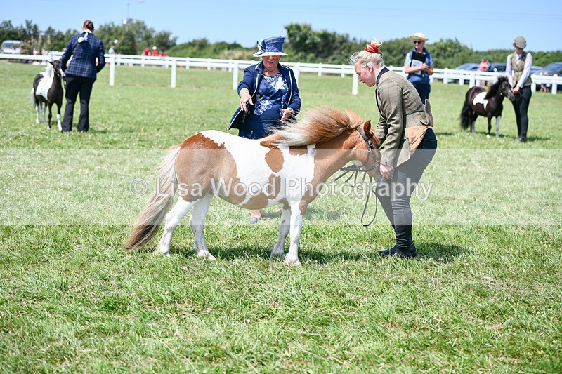 DSC_7370 - Class 62: Coloured Pony Youngstock