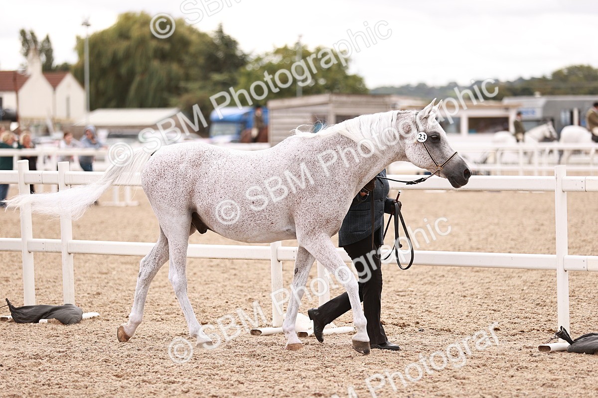 SBM_16175 - Class412 - Handsome Gelding (IH  or Ridden) Adult