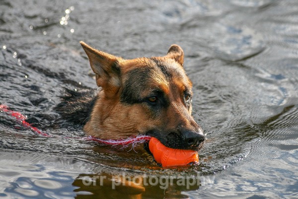 Tess - Dogs