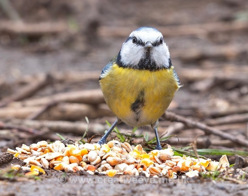 No.0085. Blue tit - Animal world