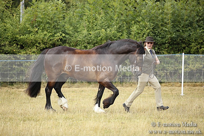 _C7A9578 - BVRC Sow 2018 Ring 2