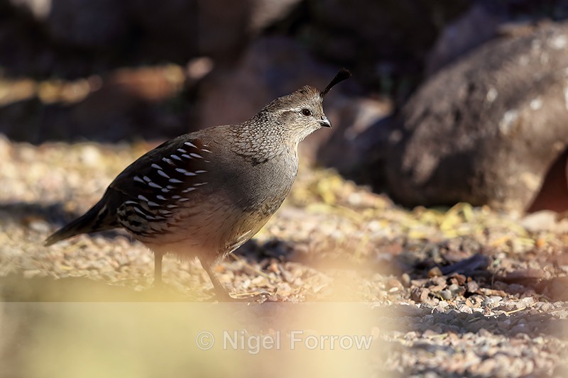 Gambel's Quail (female) standing still, Bosque del Apache, New Mexico - Gambel's Quail