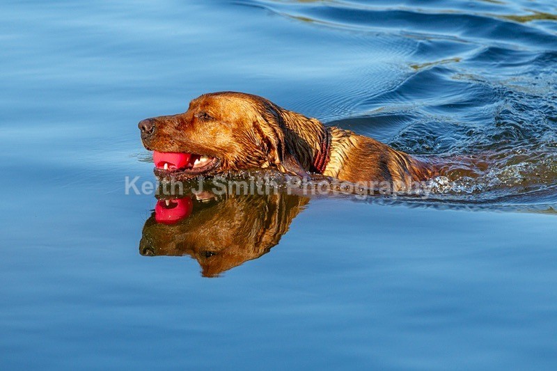 2KJS6201 - Dogs in Abington Park