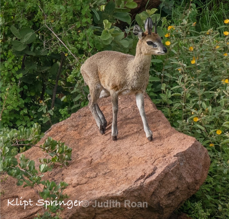  - South Africa Birds and Mammals